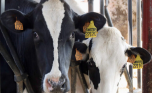 Precio de la leche en España, un 10 % por debajo de la media UE